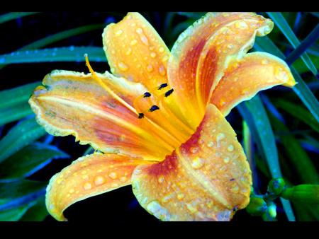 ClaVieR  �� ����� �������� ������ �� ���� �����